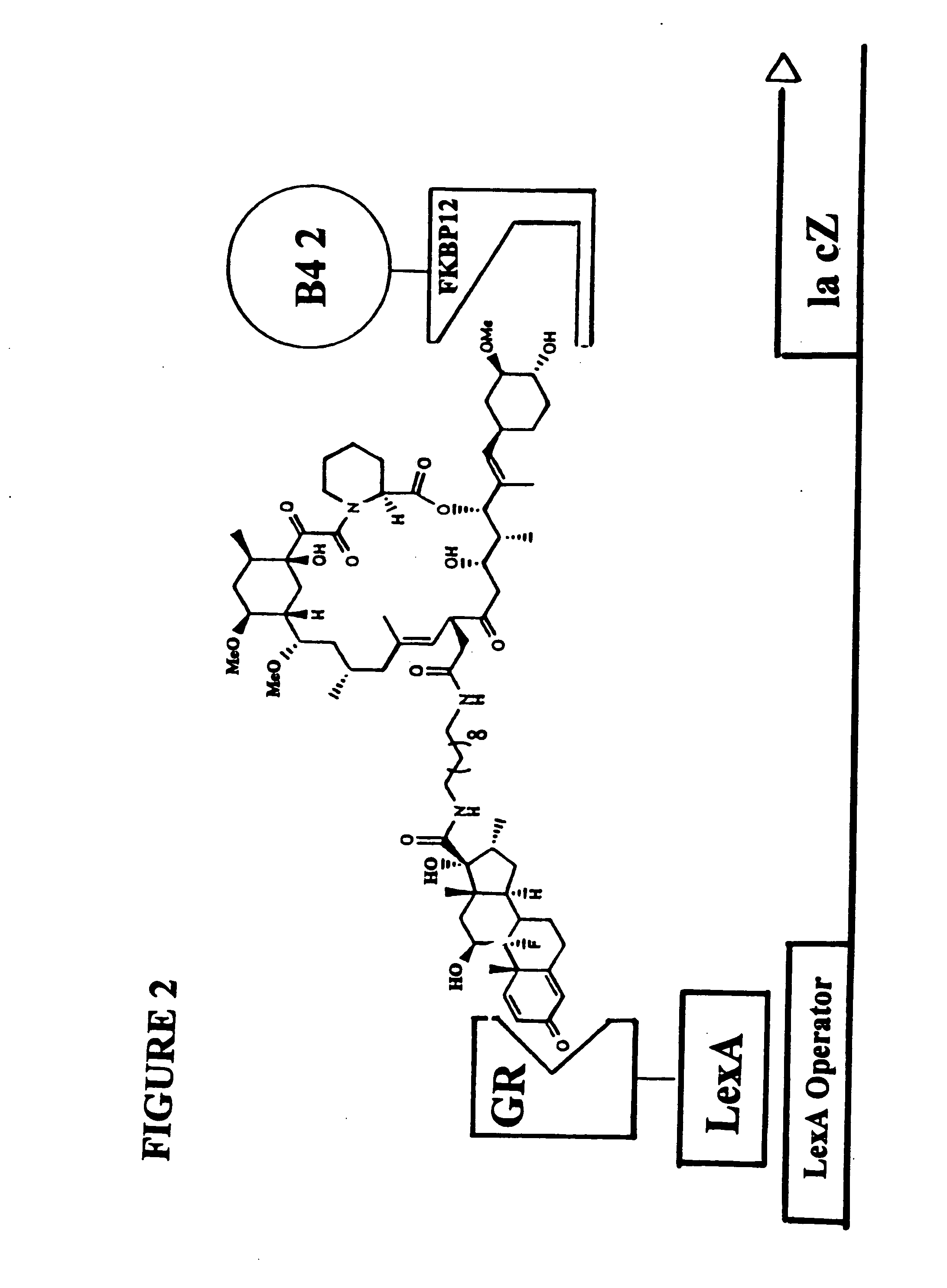 In vivo screen using chemical inducers of dimerization