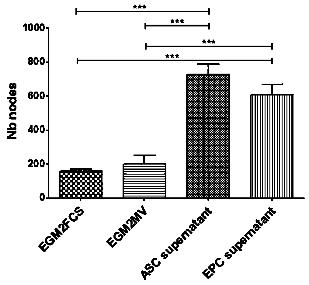 ADSCs and EPCs stem cell system capable of promoting recovery of microcirculation blood supply of graft