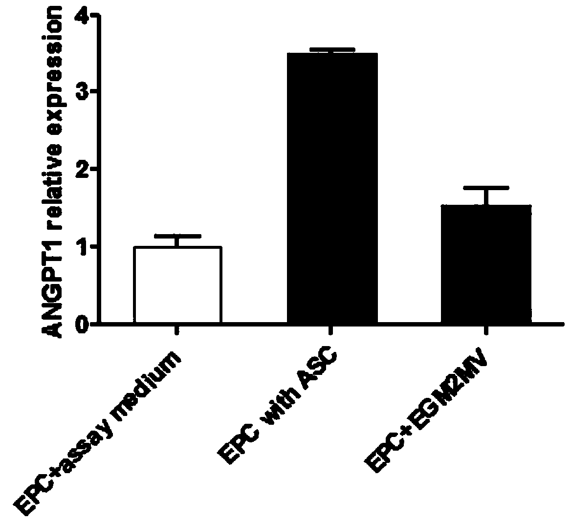 ADSCs and EPCs stem cell system capable of promoting recovery of microcirculation blood supply of graft