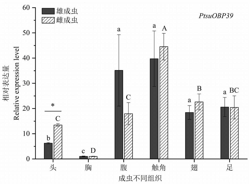 Protein PtsuOBP39 bound with volatile compounds of Cinnamomum camphora and insect pheromone, attractant and application of protein PtsuOBP39 and attractant