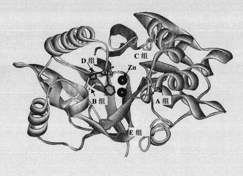 Organophosphorus degrading enzyme mutants and coding genes and application thereof