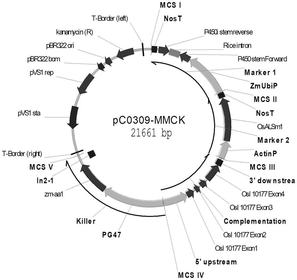 Genetic intelligent breeding and seed production carrier for crops