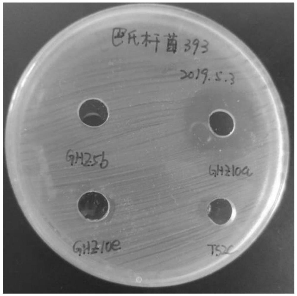 A strain of Lactobacillus johnsonii and its application