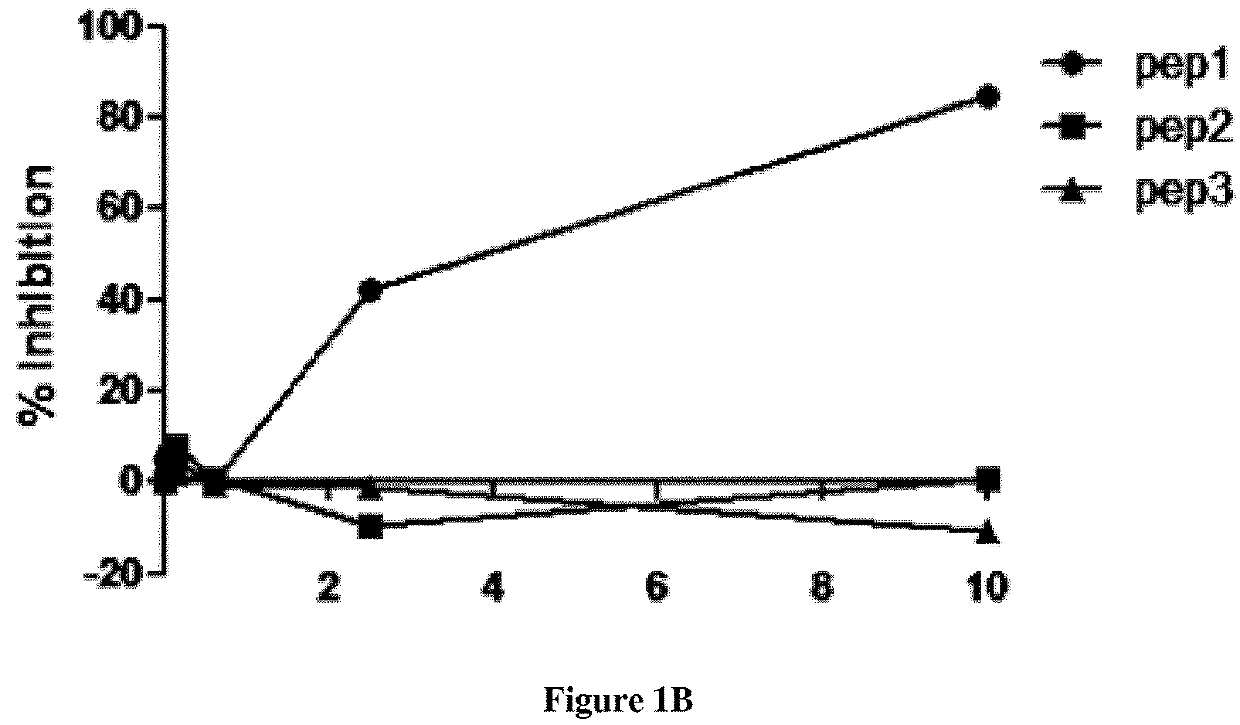 Polypeptides for the diagnosis and the treatment of c3 nef associated c3 glomerulopathy