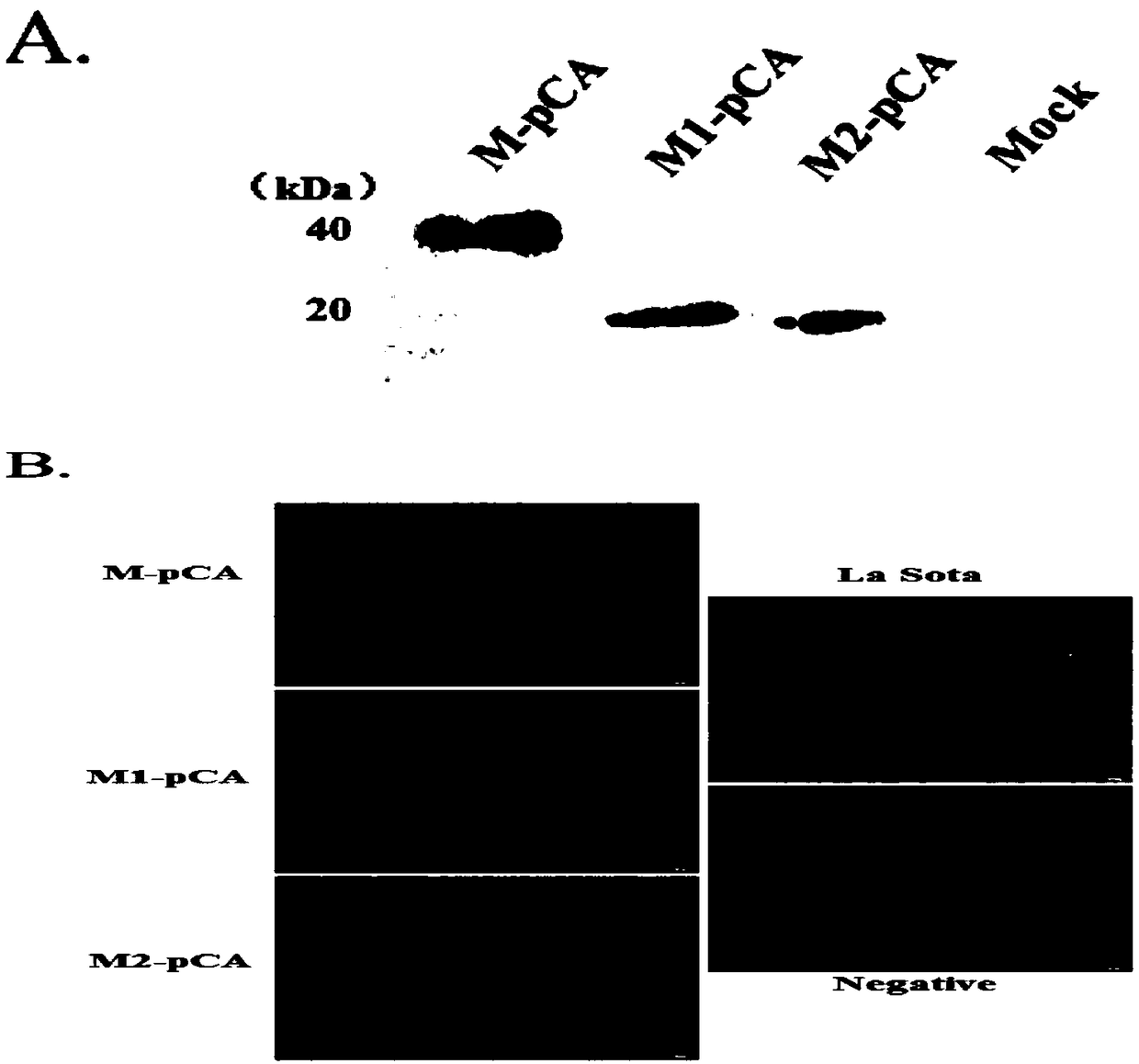 Antigenic epitopes, antibodies, identification methods and applications of Newcastle disease virus matrix proteins