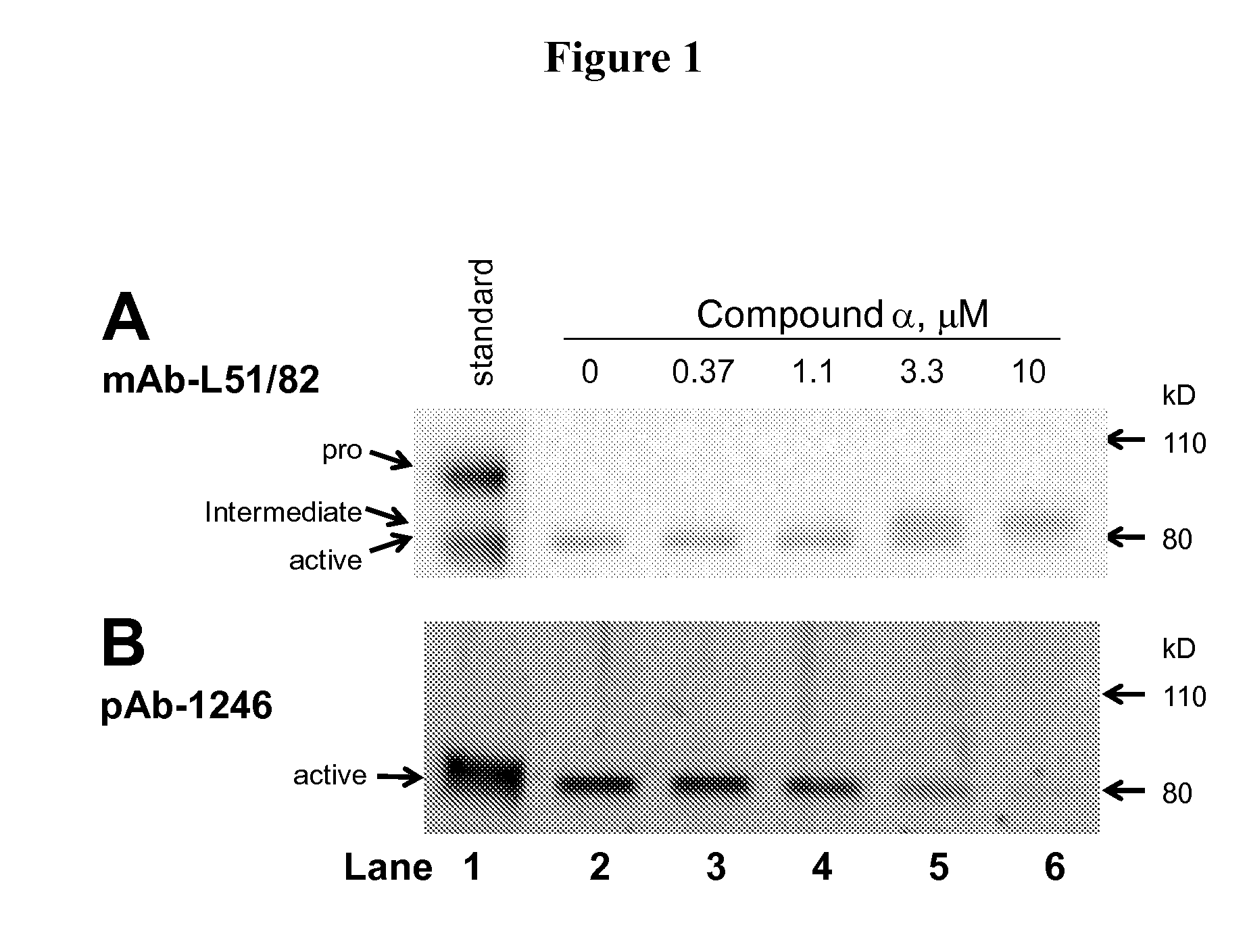 Phenyl-thiazolyl inhibitors of pro-matrix metalloproteinase activation