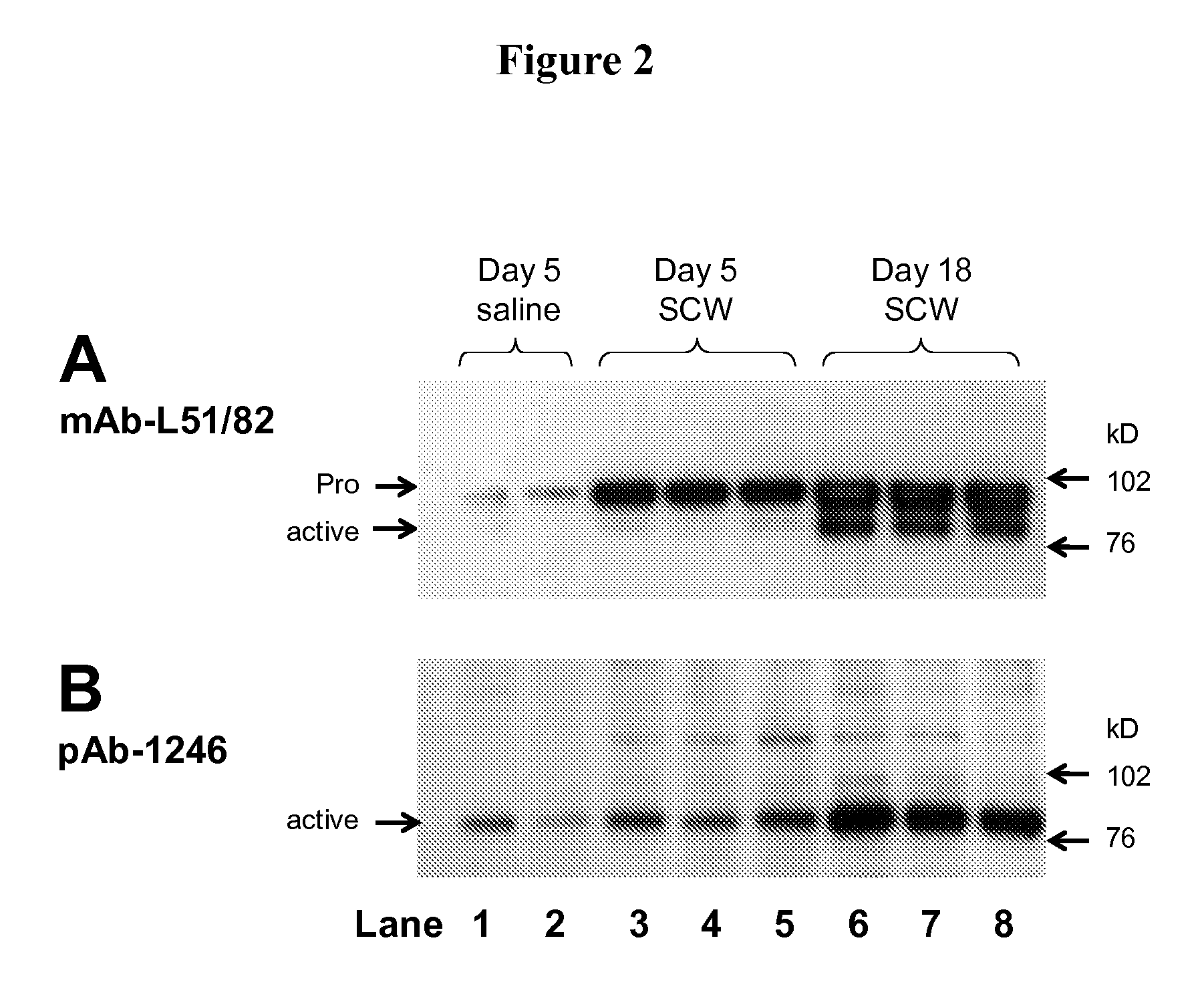 Phenyl-thiazolyl inhibitors of pro-matrix metalloproteinase activation