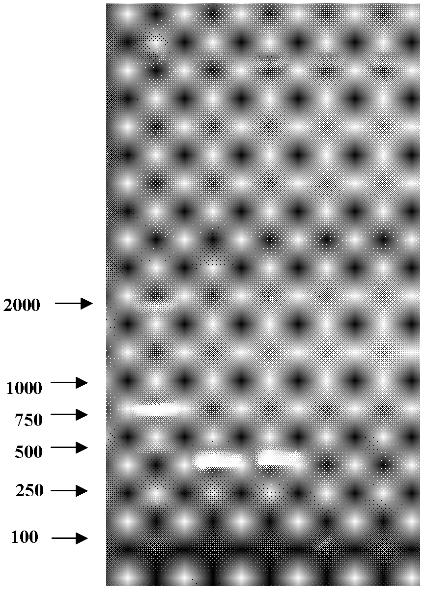 Mycoplasma hyopneumoniae DJ-166 strain and application thereof