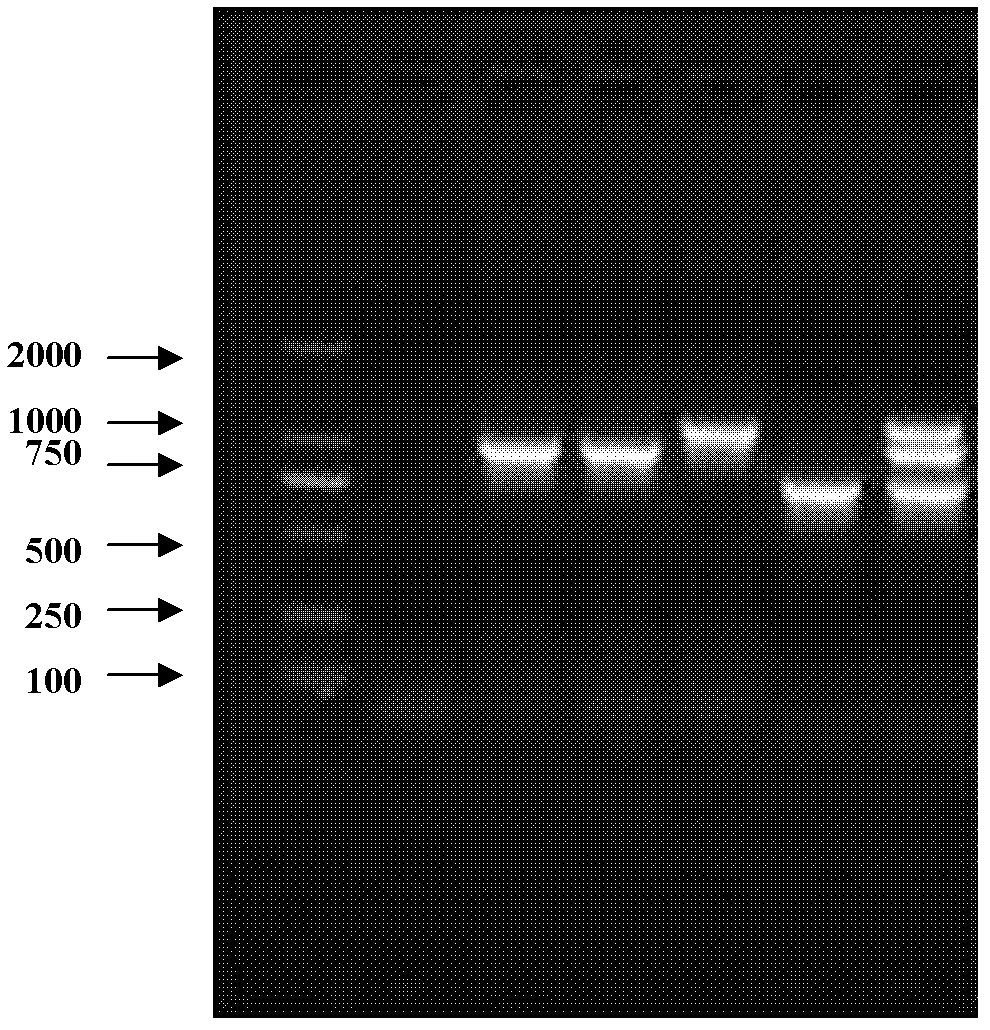 Mycoplasma hyopneumoniae DJ-166 strain and application thereof