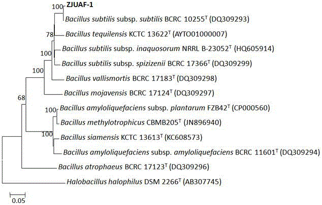 Bacilli for efficiently degrading soybean meal antigen protein and bacterium enzyme mixed fermentation method