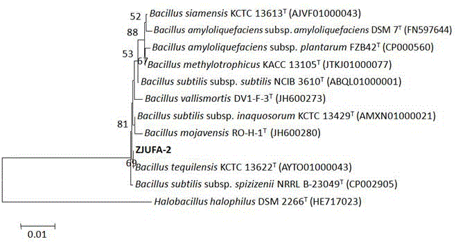 Bacilli for efficiently degrading soybean meal antigen protein and bacterium enzyme mixed fermentation method