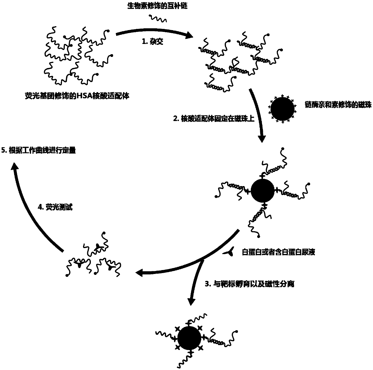 Urine microalbumin detection method based on DNA aptamer and kit thereof