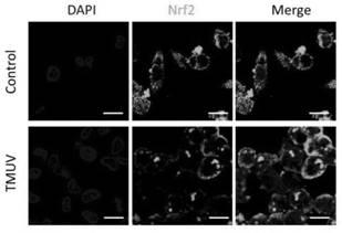 Chicken Nrf2 protein antibody and immunogen thereof, immunogenic polypeptide, detection kit and application