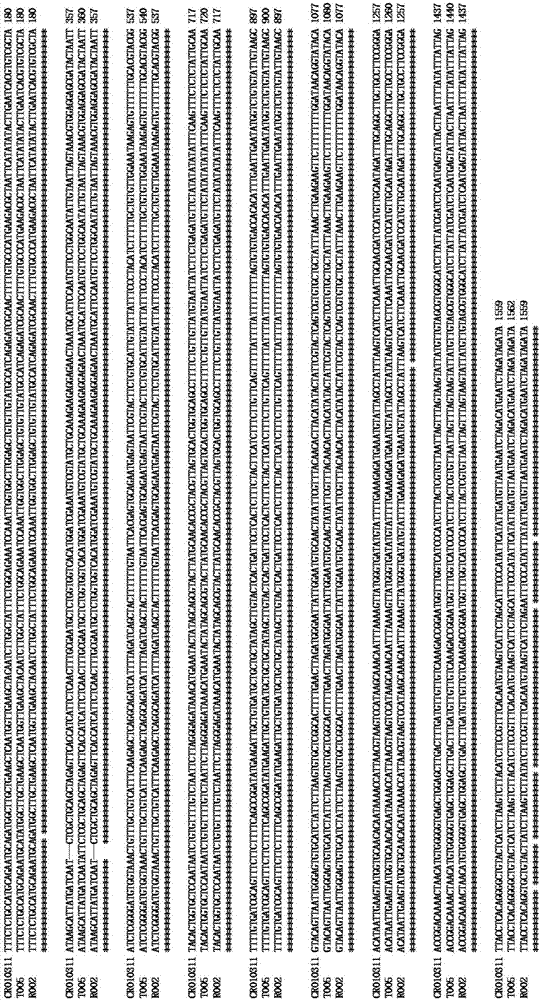 Recombinant nucleic fragment RecCR010311 and detection primer and application thereof