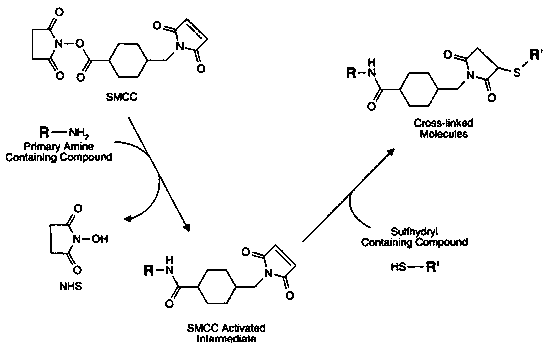 Animal progesterone chemiluminescence detection kit