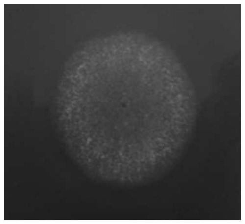 Aspergillus oryzae ZA184 and use thereof