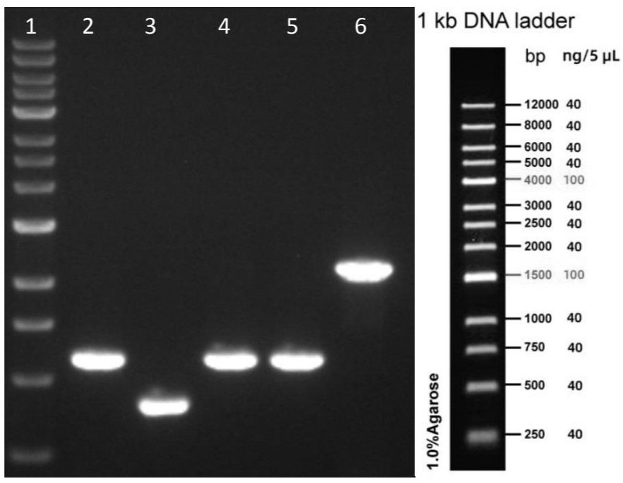 Primer group for SBDS gene mutation detection and gene amplification method