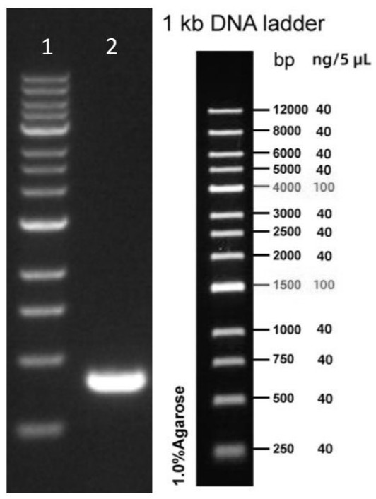 Primer group for SBDS gene mutation detection and gene amplification method