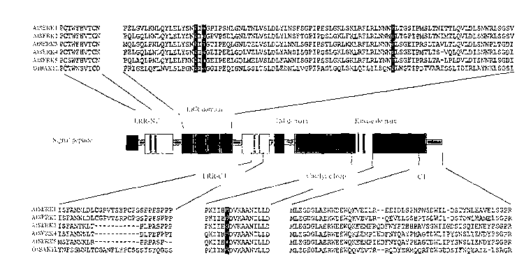 Receptor kinase albuminoid of rice brassinosteroid and coding genes and applications thereof