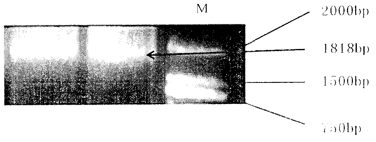 Receptor kinase albuminoid of rice brassinosteroid and coding genes and applications thereof