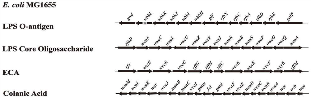 Recombinant escherichia coli capable of synthesizing bordetella pertussis oligosaccharide antigen