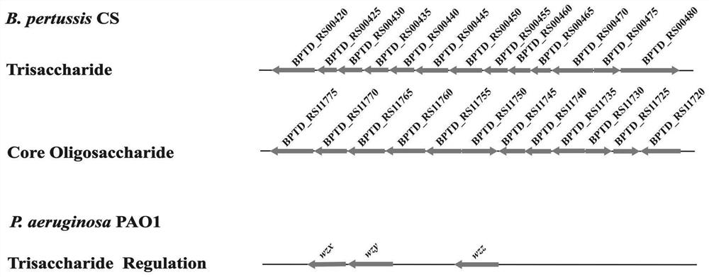 Recombinant escherichia coli capable of synthesizing bordetella pertussis oligosaccharide antigen