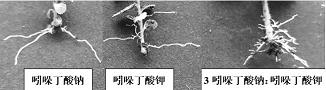 Method for rapidly inducing root primordia of blueberry tissue culture seedlings