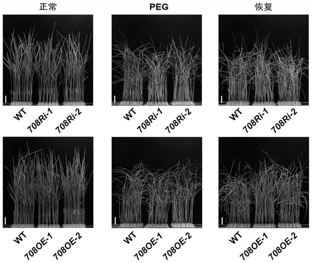 Application of rice histone methyltransferase in enhancing crop drought resistance and improving yield of single plant