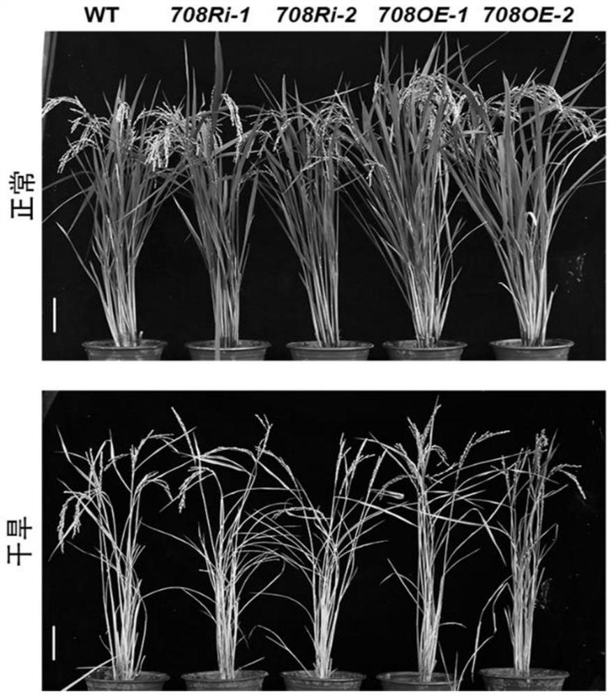 Application of rice histone methyltransferase in enhancing crop drought resistance and improving yield of single plant