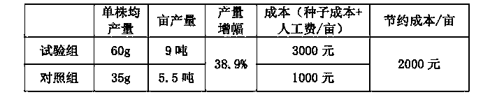 Garlic sprout seed cultivation method