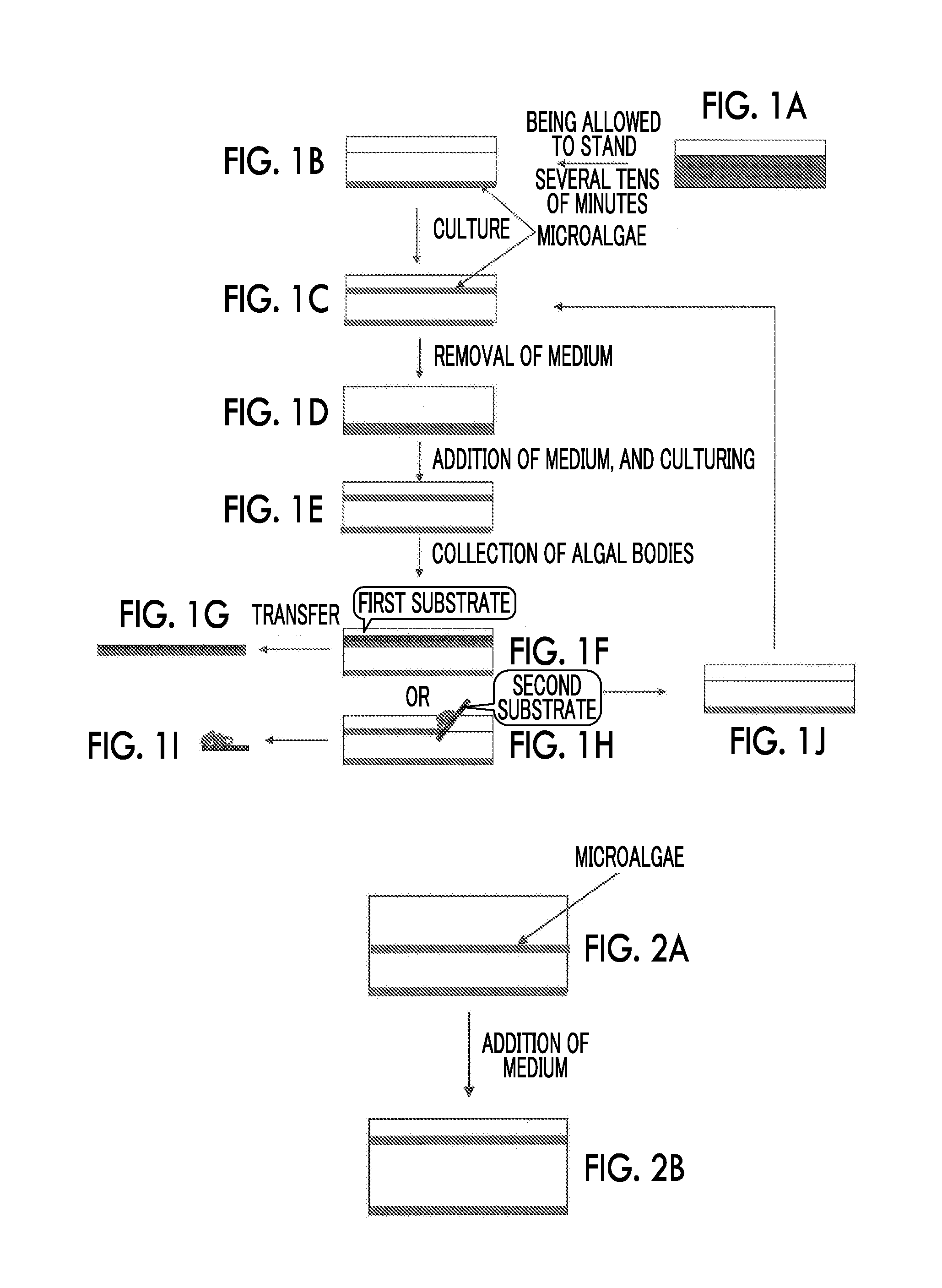 Culture method for microalgae that improves oil content ratio, method for manufacturing algal biomass, and novel microalga