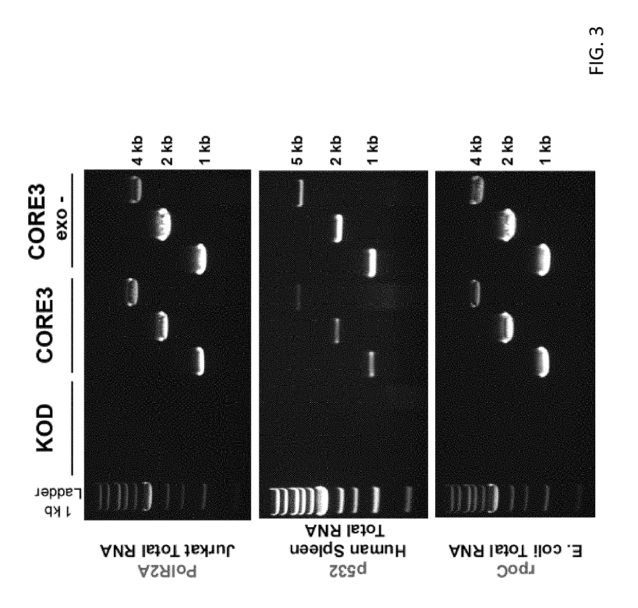 Thermostable reverse transcriptase