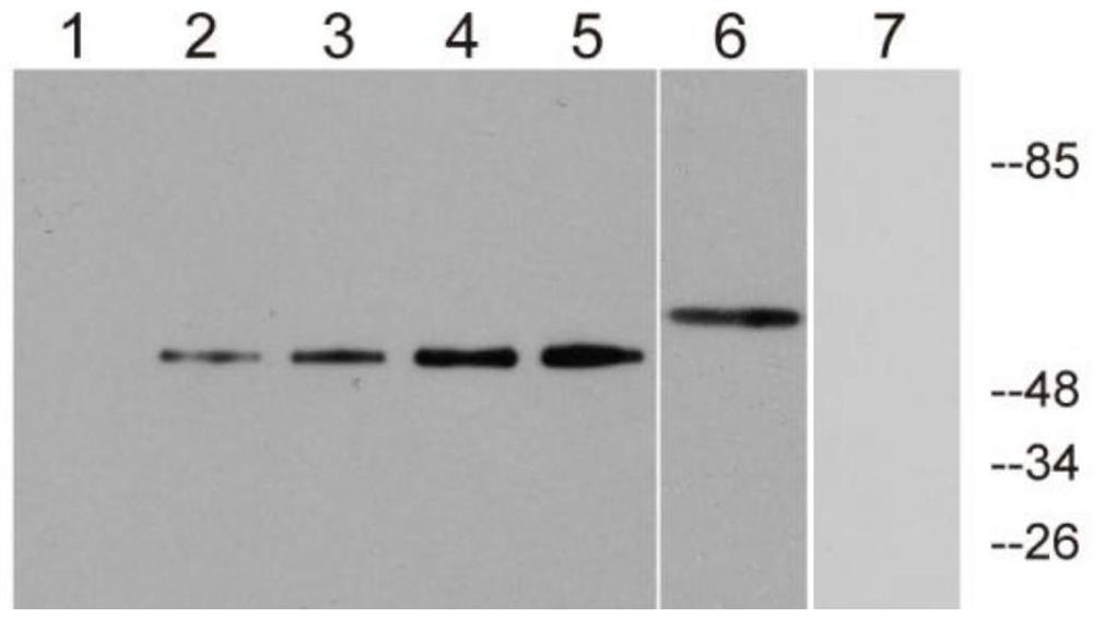 Application of protein muc13 in preparation of reagents for diagnosing intrahepatic cholangiocarcinoma