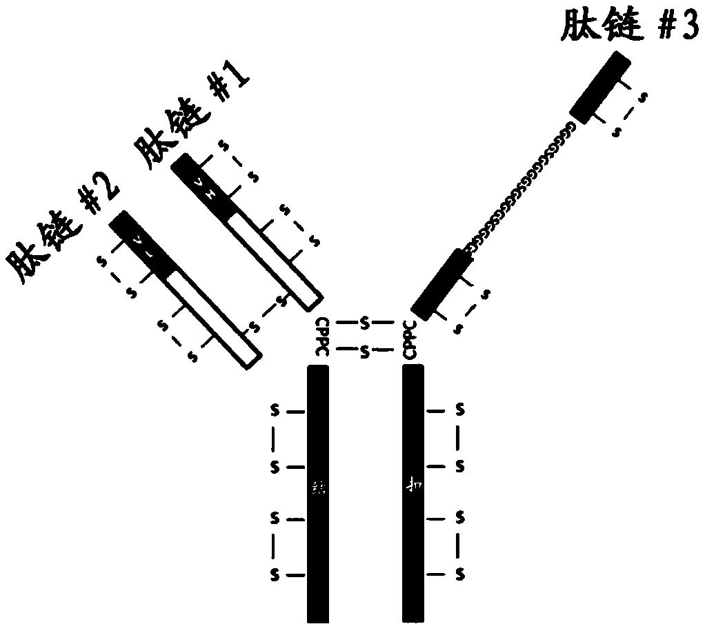 Triabody and preparation method and applications thereof