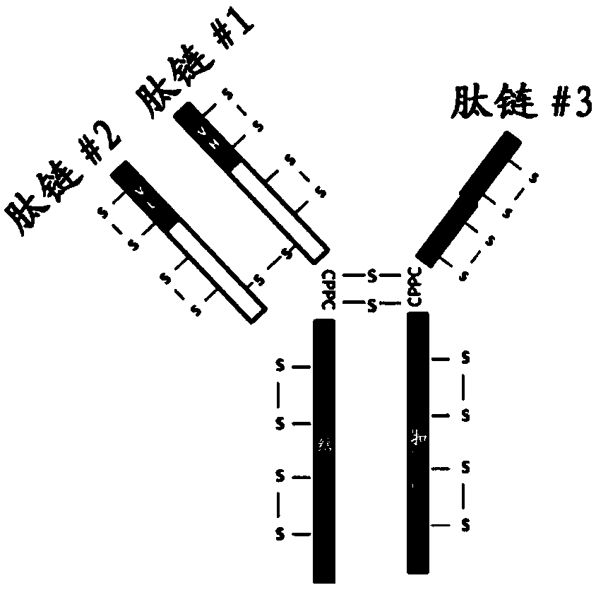 Triabody and preparation method and applications thereof