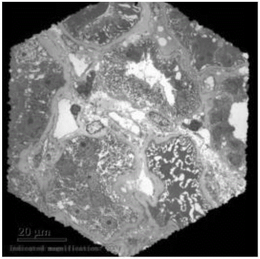 Vacuum dyeing method for ultrathin sections of electron microscope