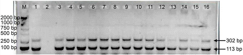 A double pcr detection method for authenticity identification of Cordyceps sinensis