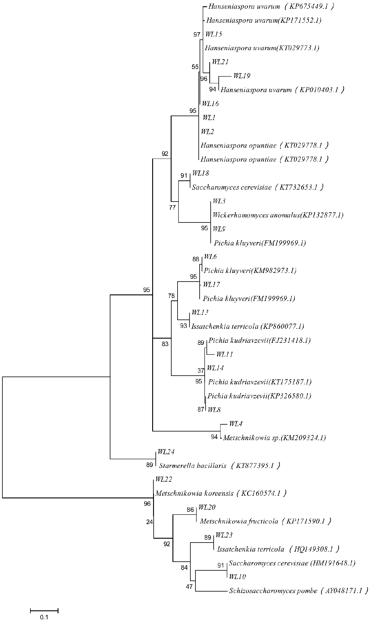 Composite fermentation group agent and application thereof in brewing cabernet sauvignon straw wine