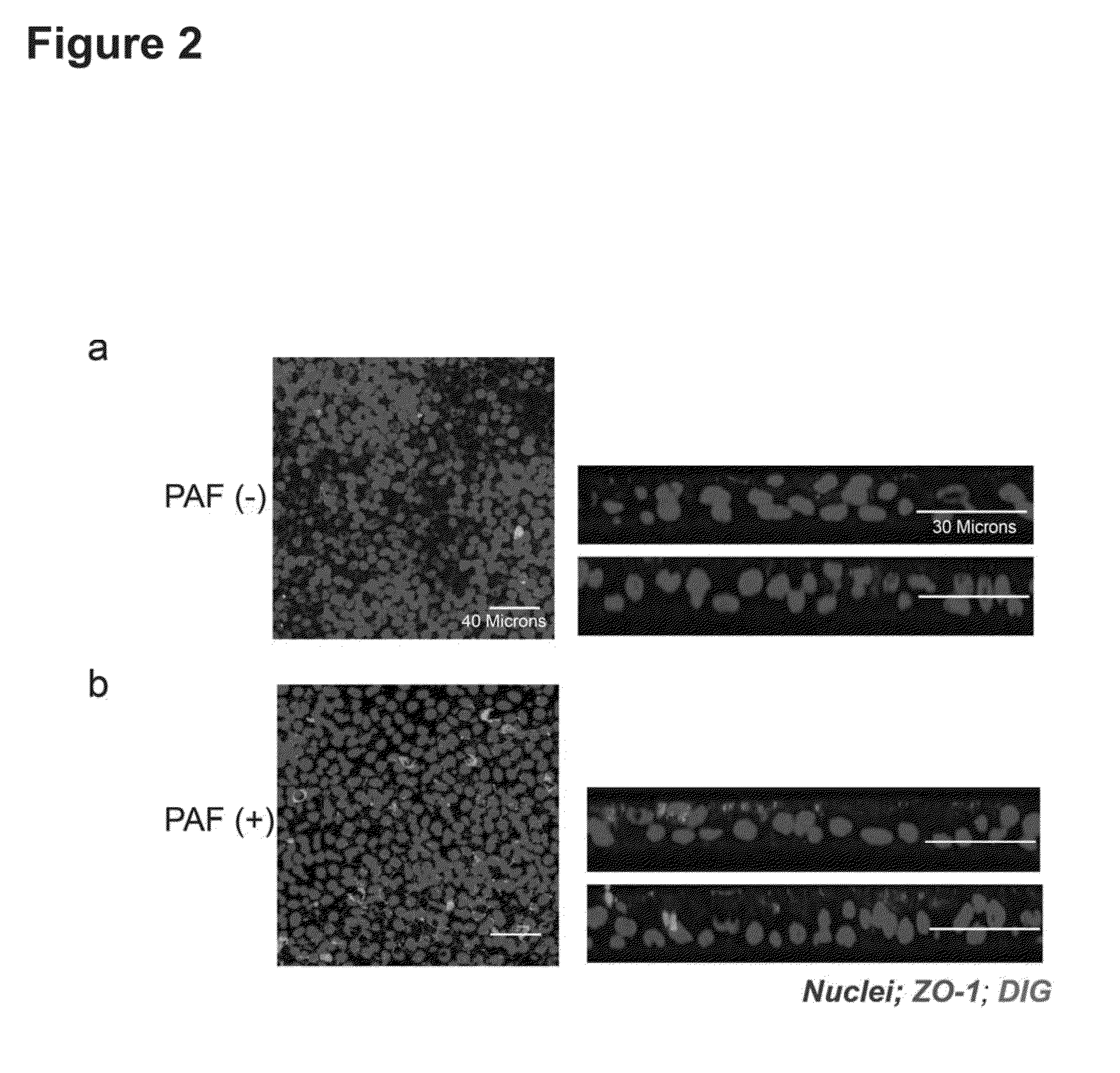 Methods of improving rnai in well-differentiated airway epithelia