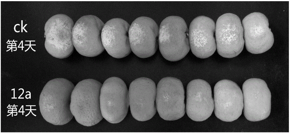 Screening, identifying and application of antagonistic strain generating volatile bacteriostatic gas