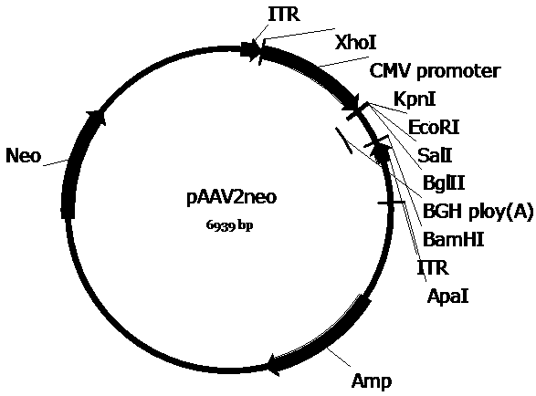 Medicament for gene therapy of diabetes type I