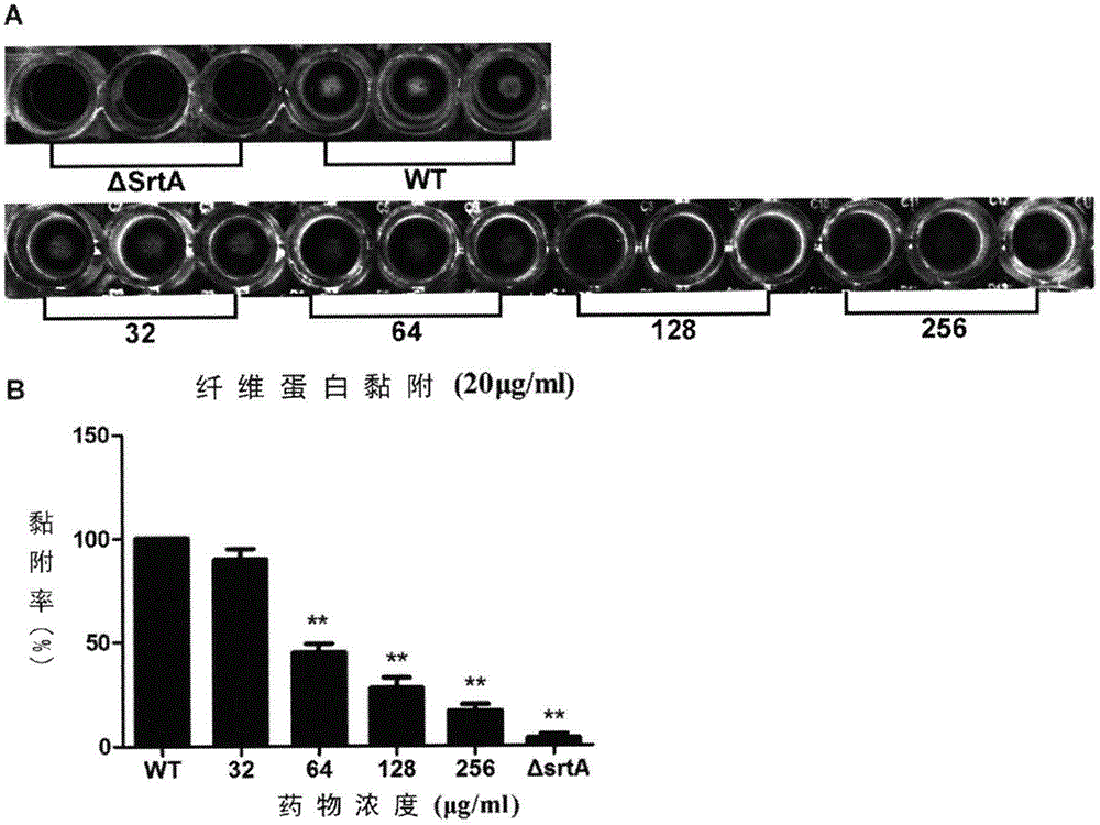 Application of chlorogenic acid serving as inhibitor of Sortase A