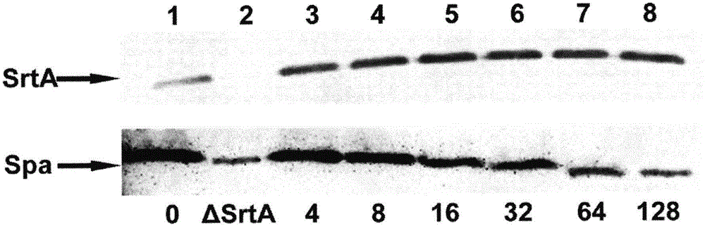 Application of chlorogenic acid serving as inhibitor of Sortase A