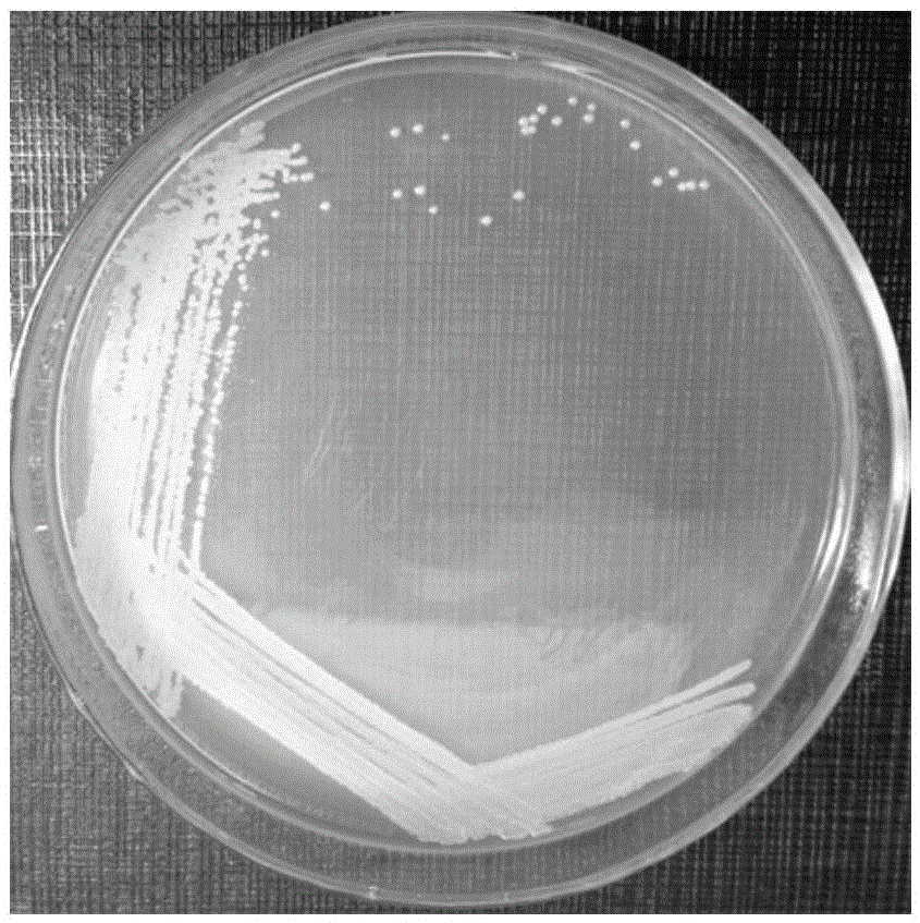 Method for separating and screening out antagonistic bacterium from lycoris aurea bulb