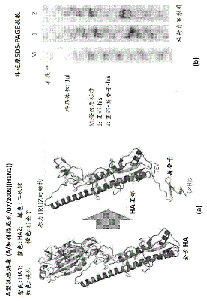 Influenza vaccine constructs