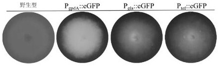 A promoter from Fusarium venetianus and a visual gene knockout screening method