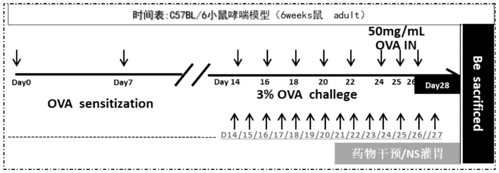 Traditional Chinese medicine composition for treating asthma and application of the traditional Chinese medicine composition