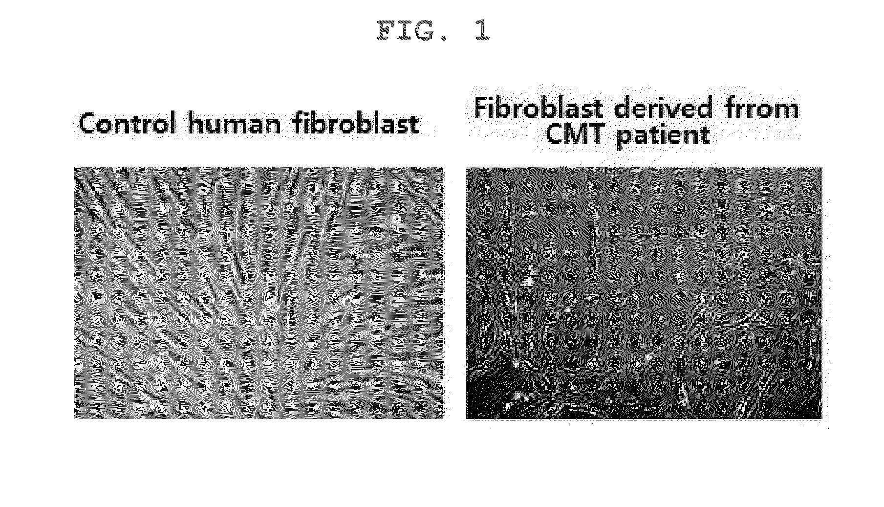 Screening method for therapeutic agents for charcot-marie-tooth disease and self-differentiation motor neurons used therefor