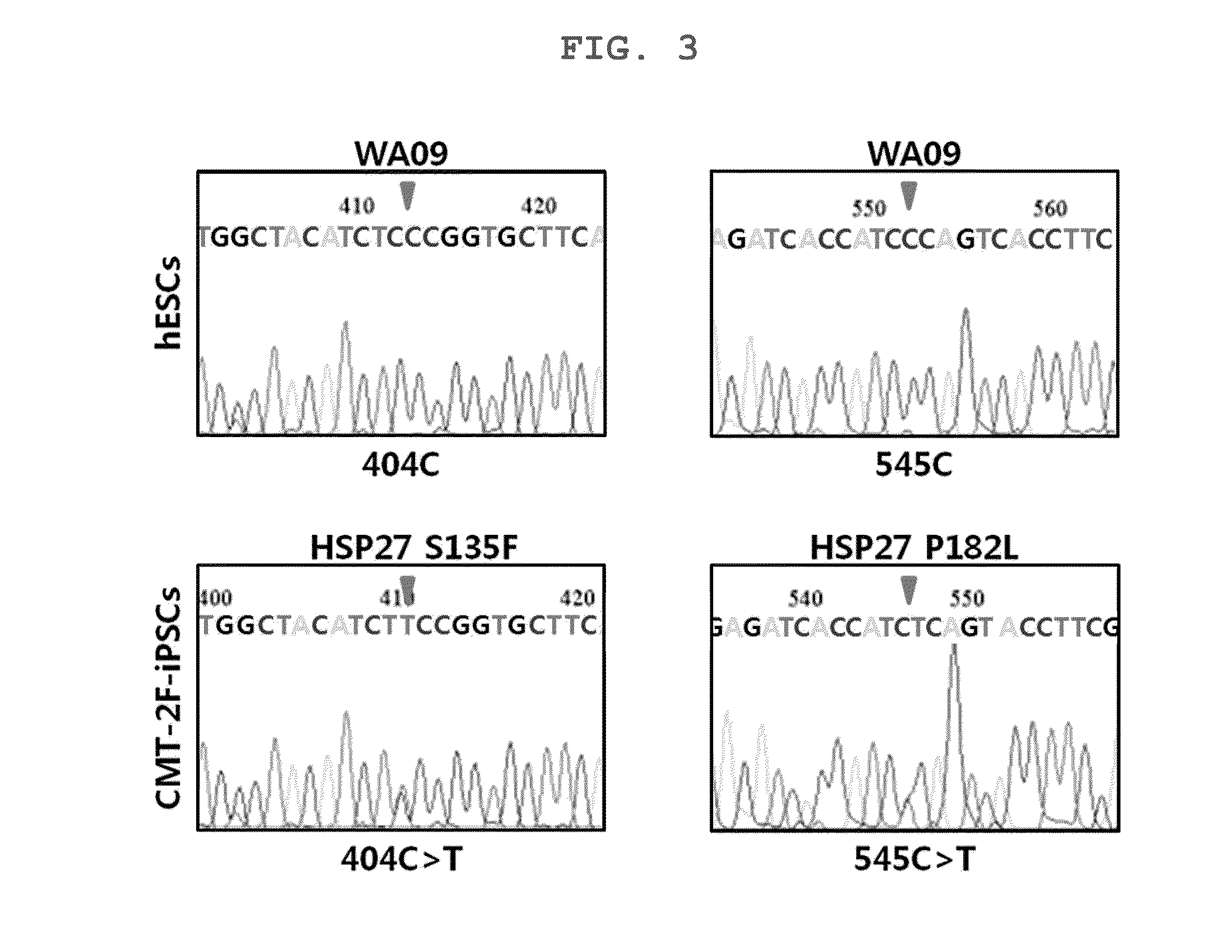 Screening method for therapeutic agents for charcot-marie-tooth disease and self-differentiation motor neurons used therefor