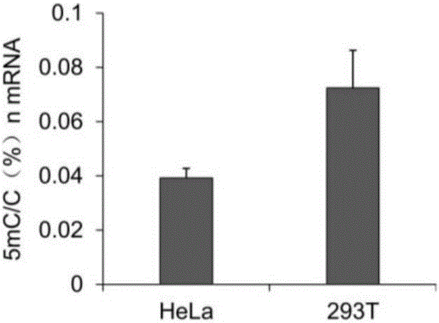 Library construction method for RNA 5mC bisulfite sequencing and application of library